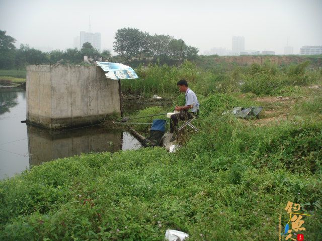 解毒老鸭窝，偶遇黄金鲤