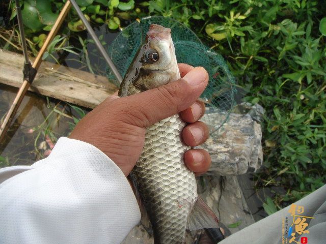 解毒老鸭窝，偶遇黄金鲤