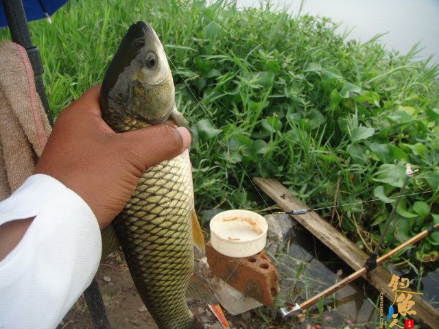 解毒老鸭窝，偶遇黄金鲤