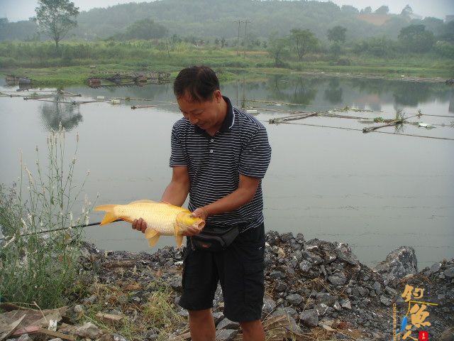 解毒老鸭窝，偶遇黄金鲤