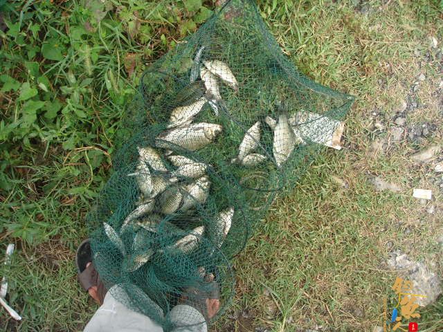 解毒老鸭窝，偶遇黄金鲤