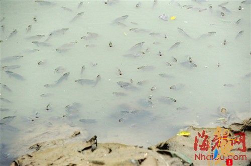 福州多条内河现鲫鱼集体“透气” 众人争捕捞 专家呼吁勿食用 有污染 图片