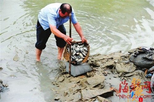 福州多条内河现鲫鱼集体“透气” 众人争捕捞 专家呼吁勿食用 有污染 图片