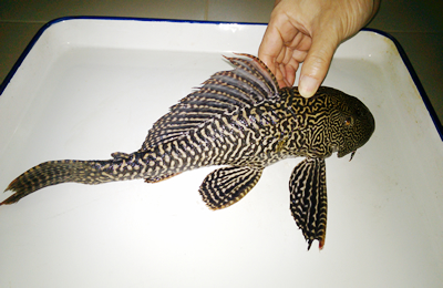 江西九江长江段惊现 “怪鱼”， 专家鉴定是清道夫 图