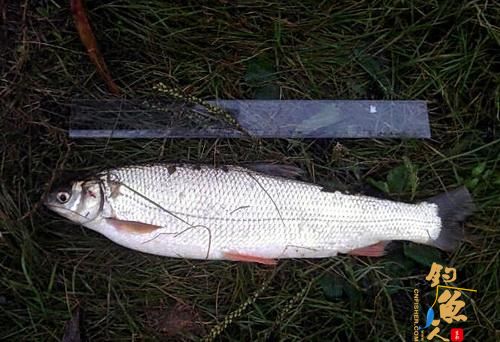 2012升钟湖大奖赛达到的一斤重稀有鲴鱼