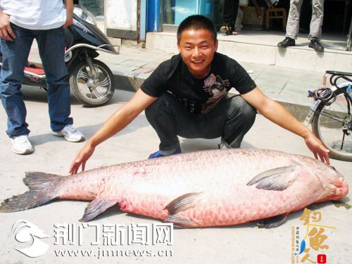 湖北省荆门钟祥一钓友黄坡水库钓到71.5公斤重大青鱼 图