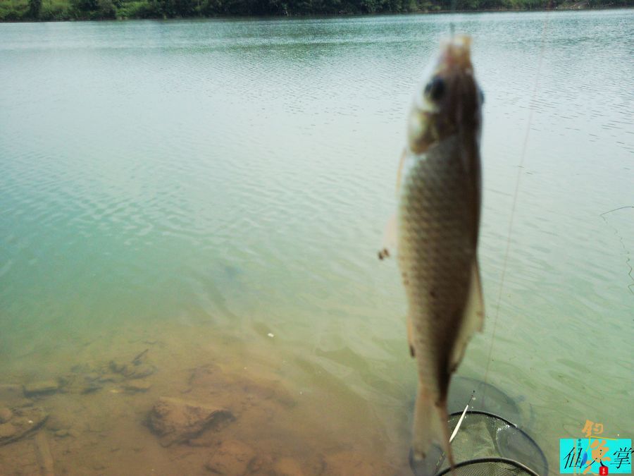 十一来收鲤 多图 BY 我是仙人掌