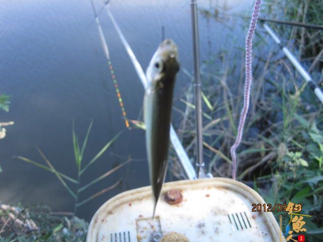 秋钓渔记（一）见水来精神  有图 有真相