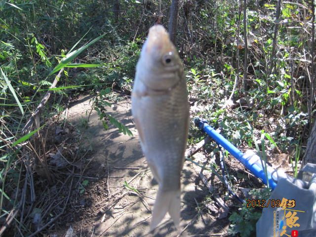 秋钓渔记（一）见水来精神  有图 有真相