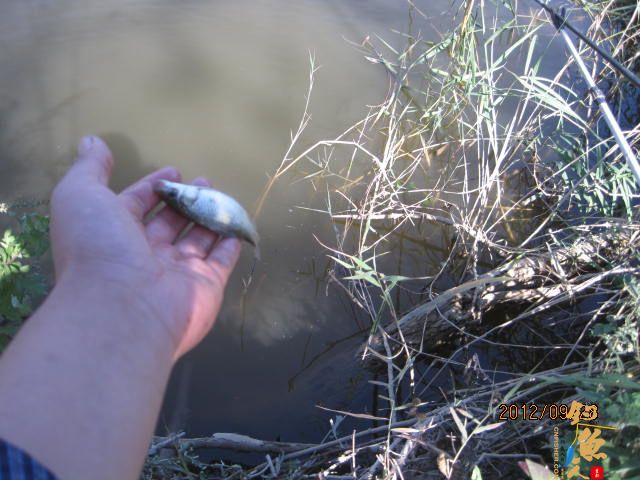 秋钓渔记（一）见水来精神  有图 有真相