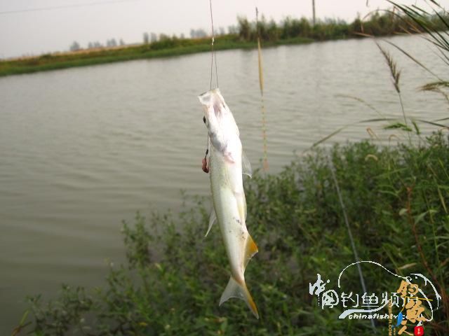 天蝎一号：得闲就克钓鱼去