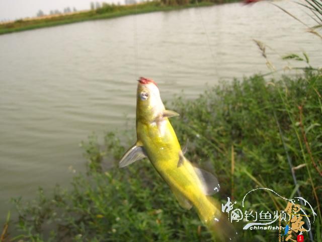 天蝎一号：得闲就克钓鱼去