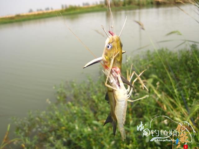 天蝎一号：得闲就克钓鱼去