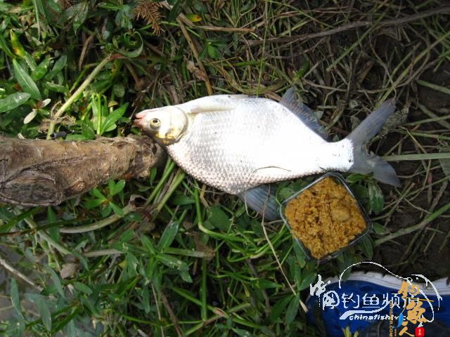 天蝎一号：得闲就克钓鱼去