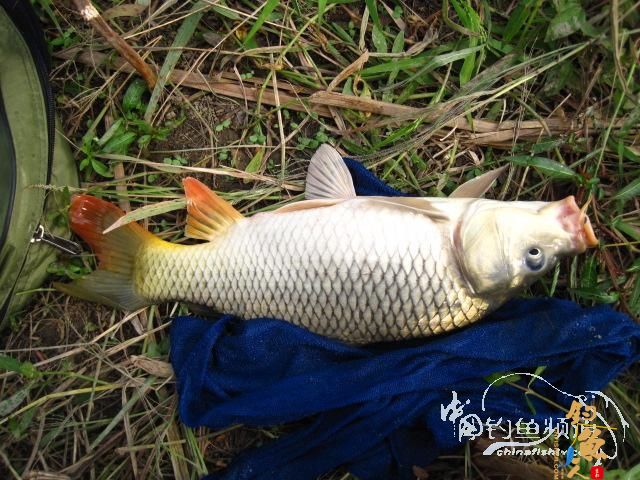 天蝎一号：得闲就克钓鱼去