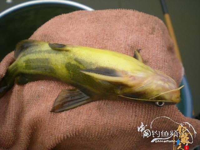 渔生•探钓小爆箱 by zjg_qzy 图