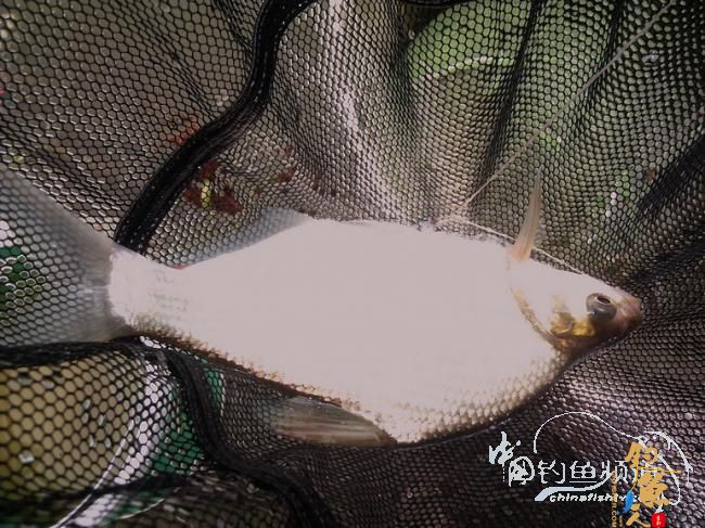 渔生•探钓小爆箱 by zjg_qzy 图