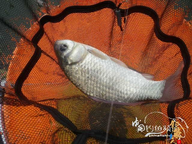 渔生•探钓小爆箱 by zjg_qzy 图