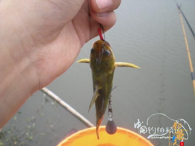 渔生•探钓小爆箱 by zjg_qzy 图