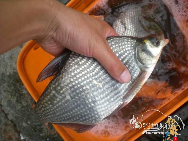 渔生•探钓小爆箱 by zjg_qzy 图