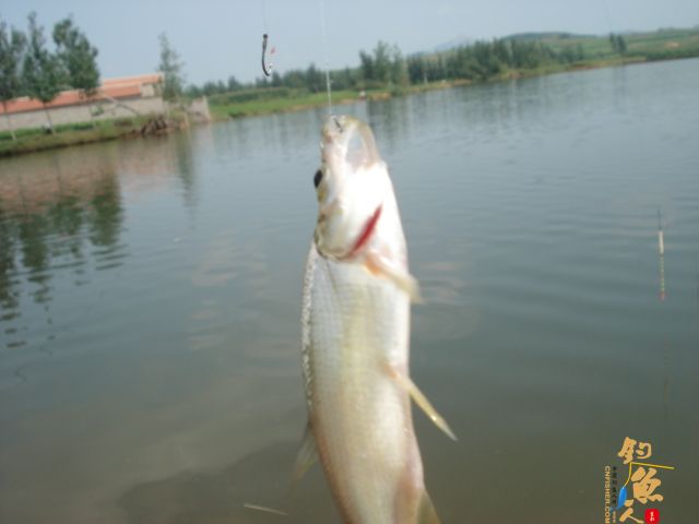 轻松上阵钓翘嘴  作者：倒挂金钟1