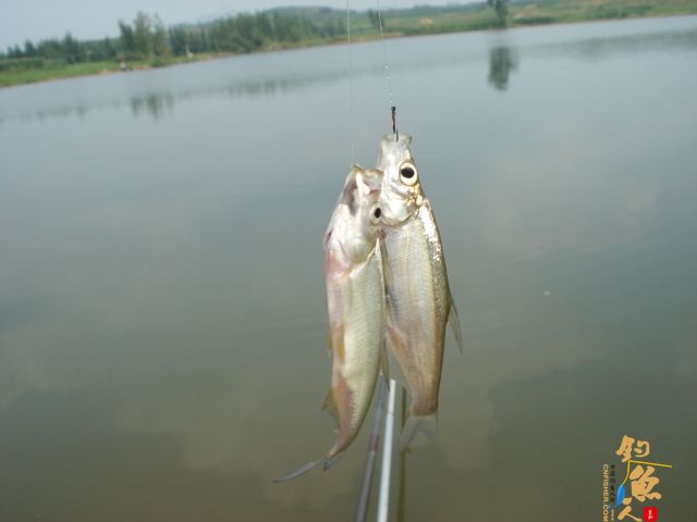 轻松上阵钓翘嘴  作者：倒挂金钟1