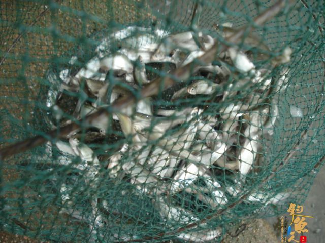 轻松上阵钓翘嘴  作者：倒挂金钟1