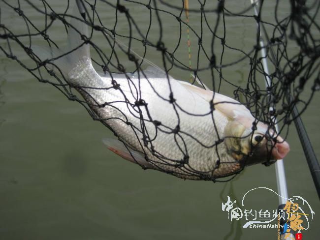 骑车钓鱼《钓鱼日记》 5图