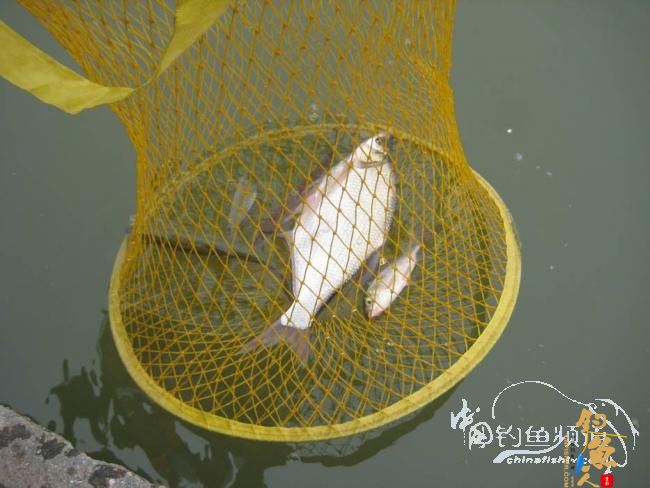 骑车钓鱼《钓鱼日记》 5图