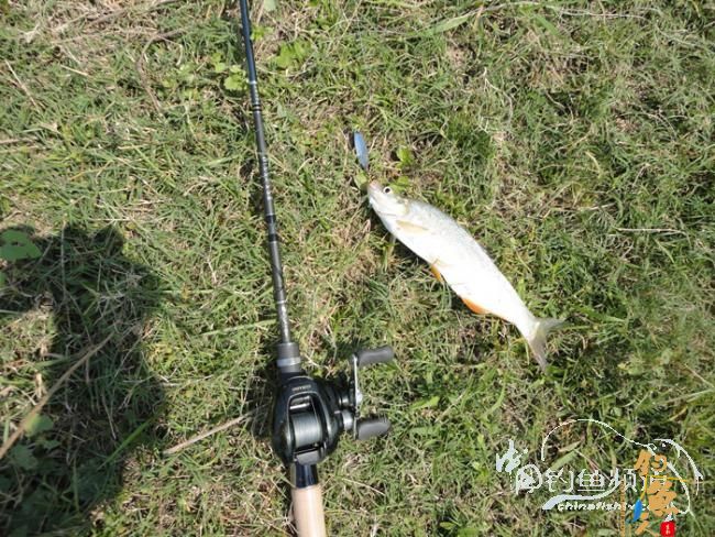 即使只路到一条鱼也要放流！