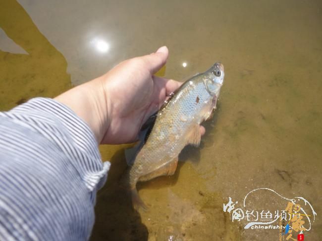 即使只路到一条鱼也要放流！