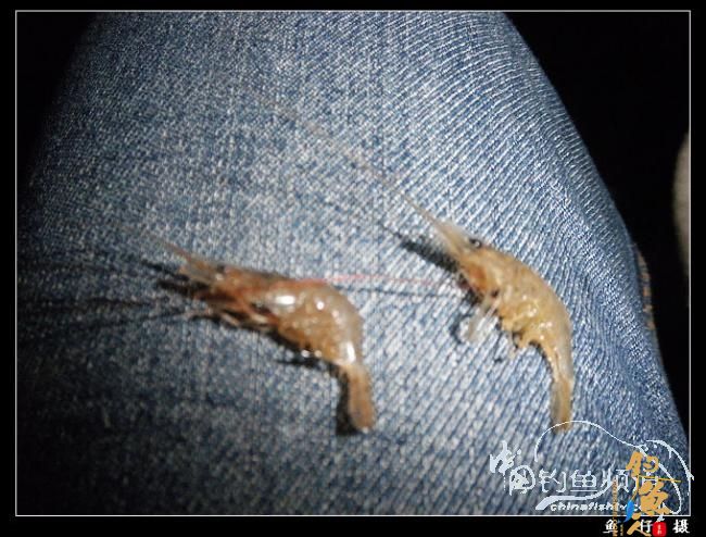 10.2夜钓小河口～～收获惨淡，拂晓收杆