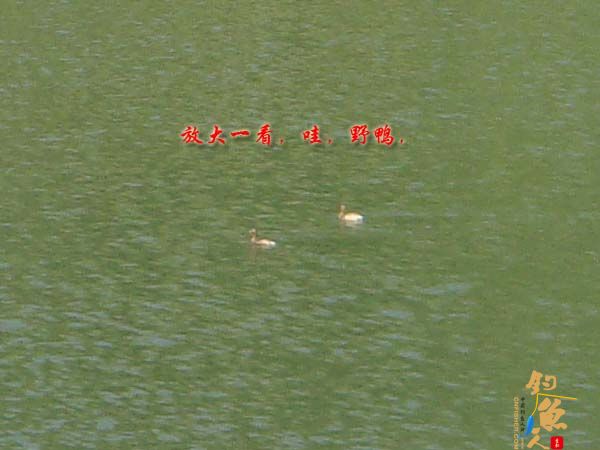 中秋节咱们不差鱼 多图 钓位