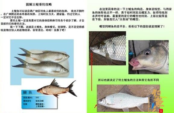 专业配图详解：水库垂钓土鲮鱼的技巧和方法 