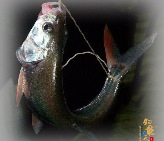 弓鱼的原理,为什么鱼儿活的时间长呢?