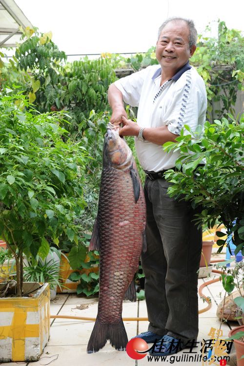 昨天，黄先生展示自己当天在杉湖钓鱼场钓上的大乌草。