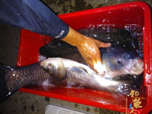 我回来了，献上大鱼一枚，本县今年最大一尾 图