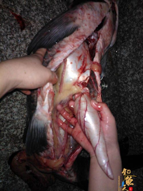 我回来了，献上大鱼一枚，本县今年最大一尾 图