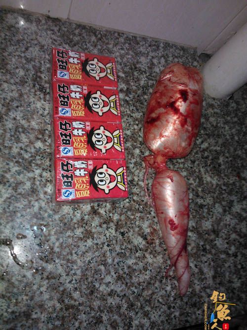 我回来了，献上大鱼一枚，本县今年最大一尾 图