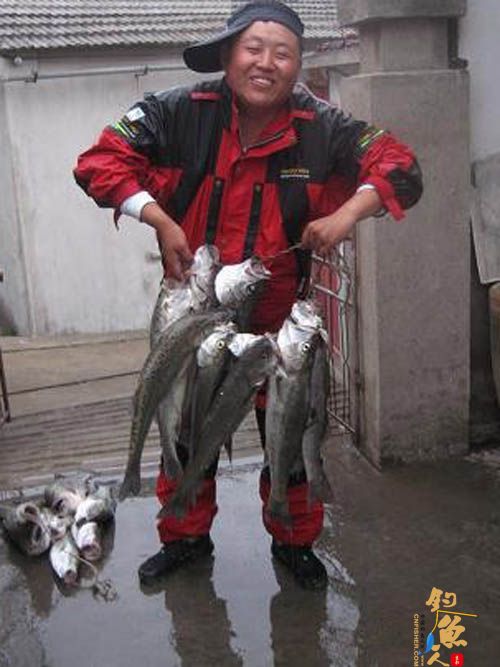 乌蟒海岛路鲈鱼 现场报道　 图