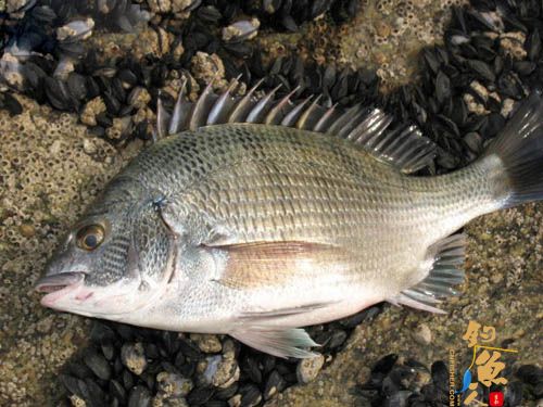 魂牵梦绕苏山岛（下） 8P