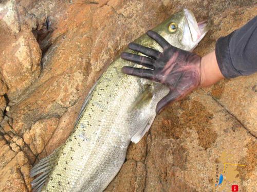 魂牵梦绕苏山岛（下） 8P