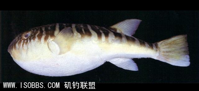 鸡泡鱼 (河豚,厦门话叫"鬼仔鱼")嘴部肌肉发达，门齿锋利，其力度可咬碎一般贝壳类生物，大部分鱼的肝脏及卵巢具剧毒，食后必可致命
