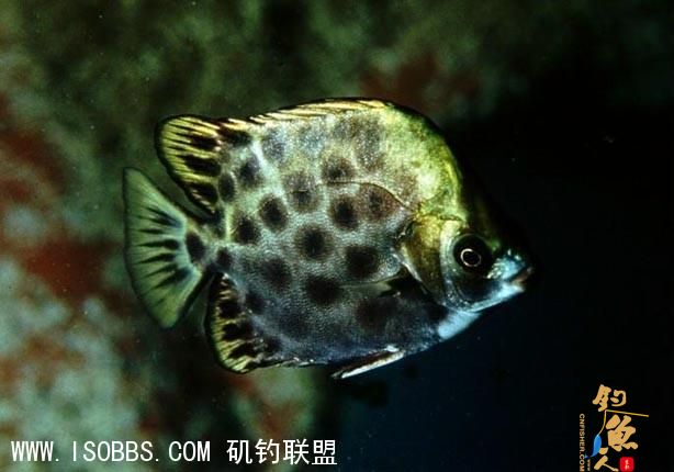 金鼓 (厦门话叫"打铁婆")杂食性，主要以蠕虫、甲壳类、水栖昆虫及藻类碎屑为食。背鳍棘尖锐且具毒性，刺到使人感到剧痛