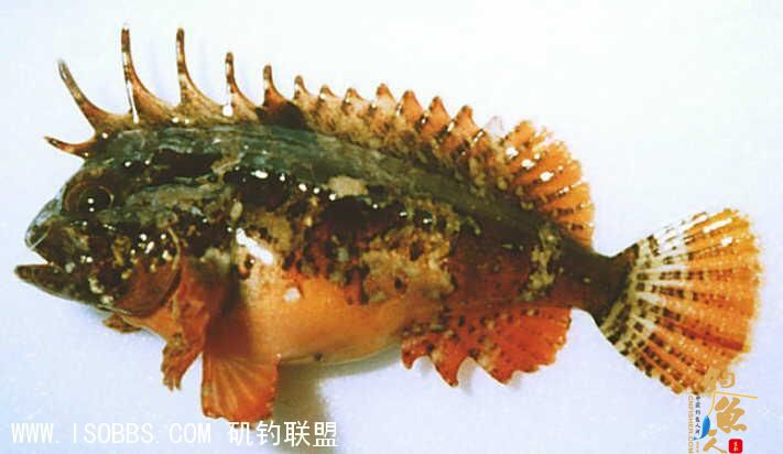 老虎鱼居于浅水石礁。背鳍鳍棘有毒。被刺后使人感到剧痛.