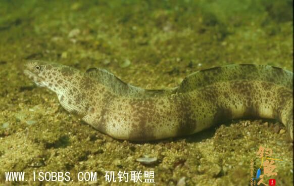 油锥其牙齿密，短但尖，而口部肌肉发达,如咬着物件会死口不放，且会用身体出力地把目标包卷着。