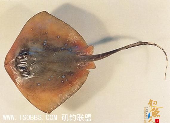 魟鱼 (厦门话称"一魟二虎"就是这种)一般魟鱼尾部有一条长刺﹝有些品种没有﹞，毒性很高，伤口会极度痛楚，但不会致命。