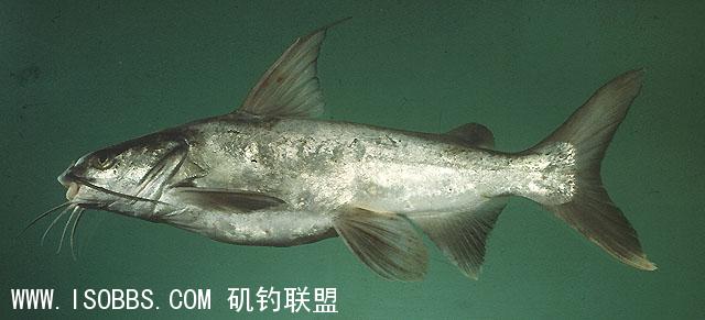 庵钉 (厦门话叫"浔仔鱼"或"臭扯浔")体色呈蓝色 尾鳍分*,头平扁,有三对须,背鳍前缘和胸鳍皆具有毒刺,被刺后伤口感觉如火烧,若钓得必需要弃之