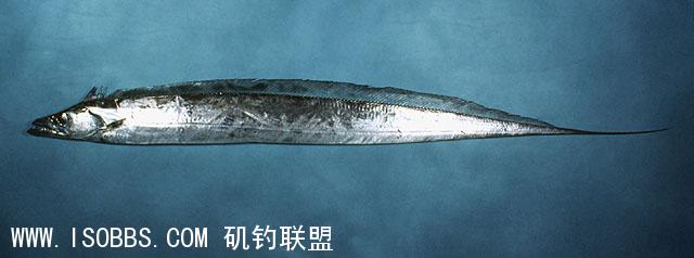 牙带牙齿短密而锋利，如不幸被咬中不放，可用手在两腭间大力按下，便会自然地张开