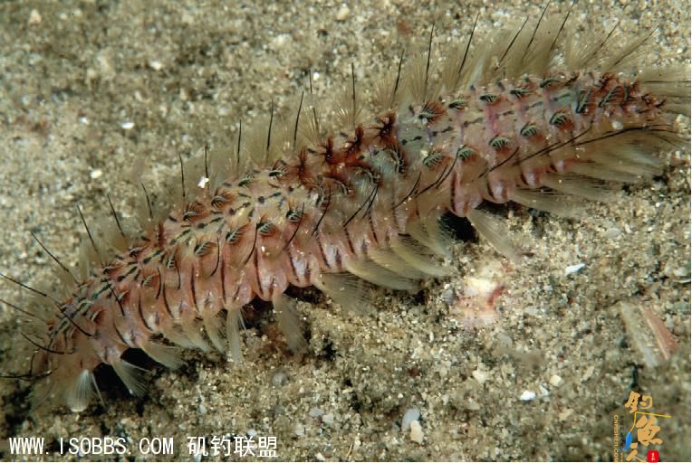 海毛虫身上茸毛具有毒性，触之使人有火烧般剧痛感